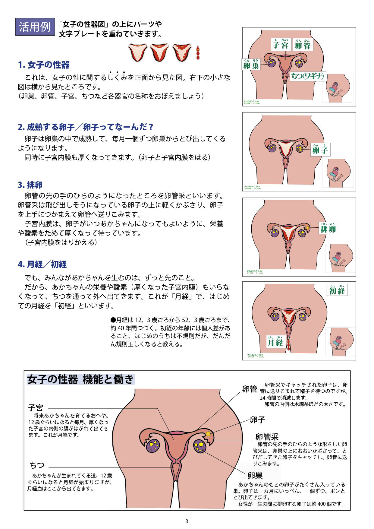 「女子の成長」―思春期の体の変化― ダウンロード版