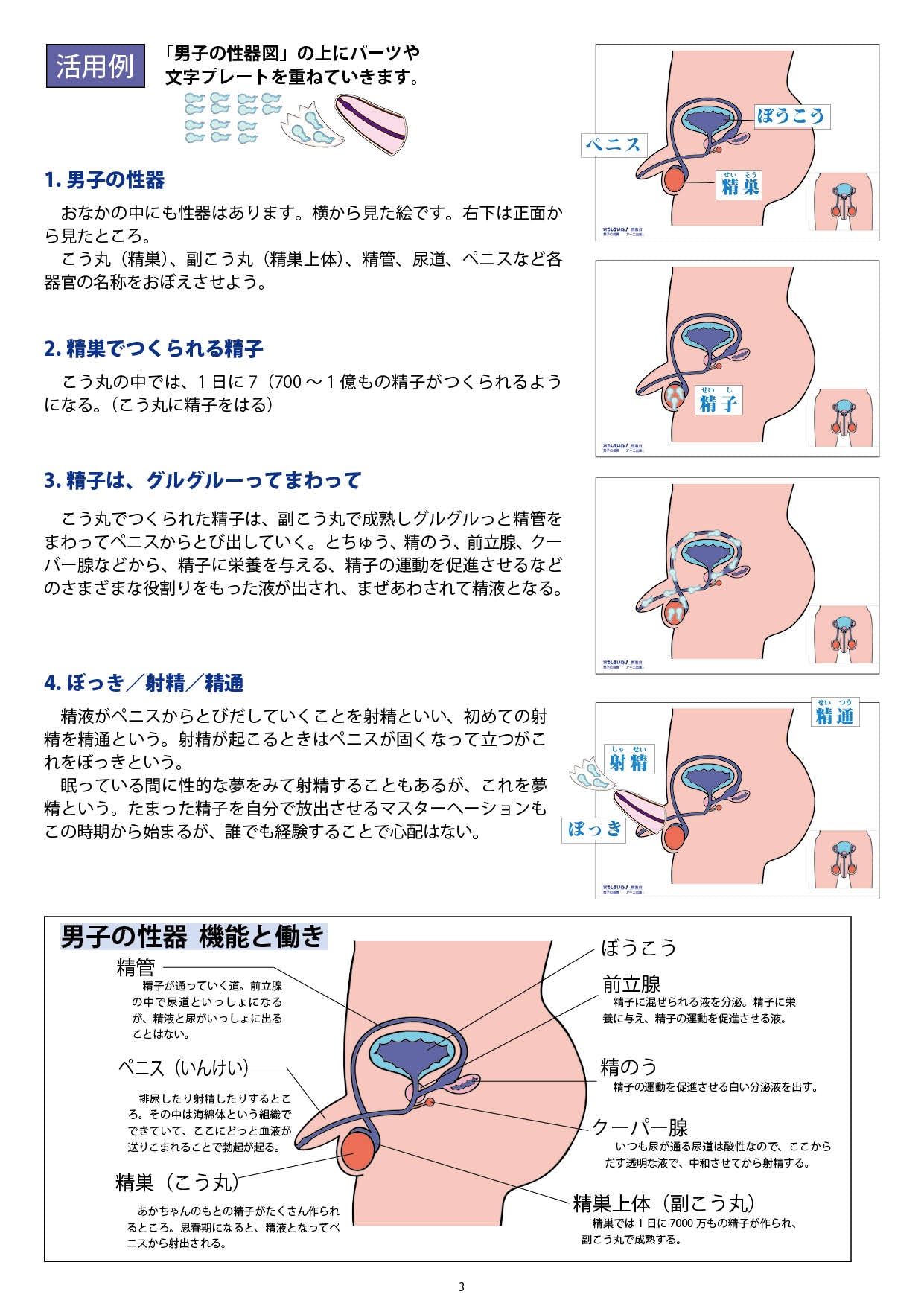 「男子の成長」―思春期の体の変化― ダウンロード版