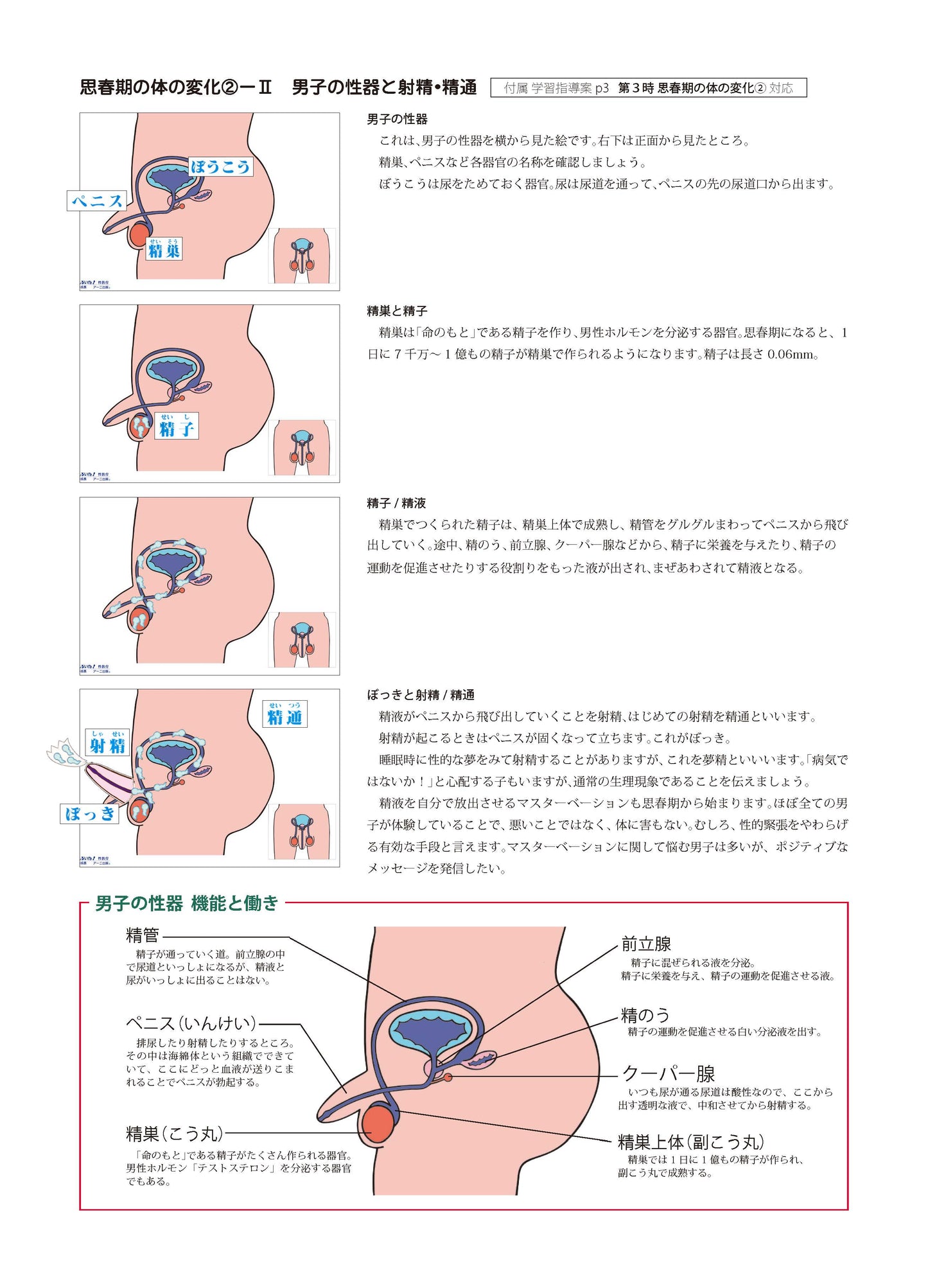 『思春期の体の変化』授業セット 性教育デジタル素材集 CD-ROM