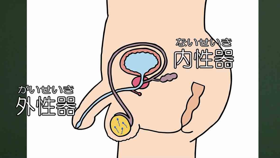 ステキな男の子―思春期のからだとこころ―