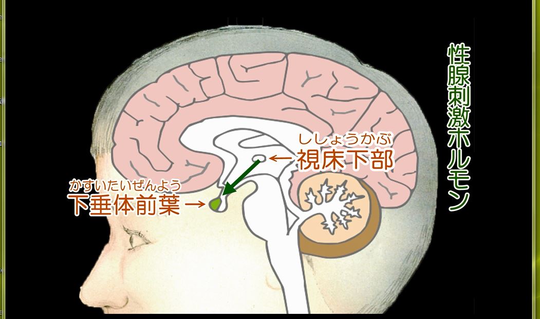 思春期のからだの変化と性的成熟―性的少数者LGBTと共に歩む時代―