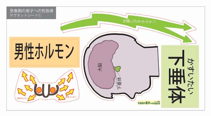 新版 思春期の男子への性指導
