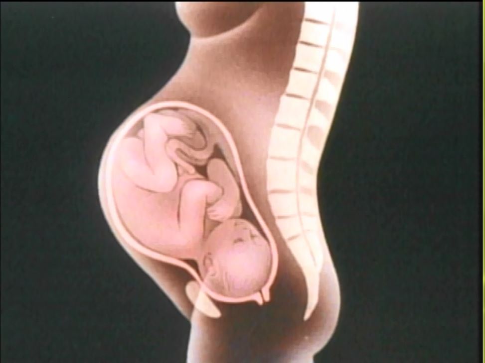 受精 胎児の成長 出産